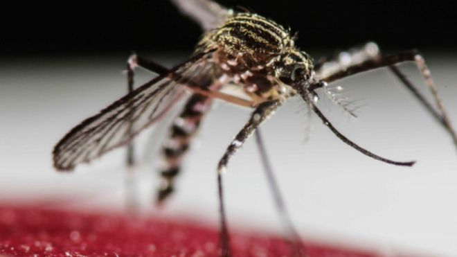 160204094508_aedes_aegypti_dbd_640x360_epa_nocredit